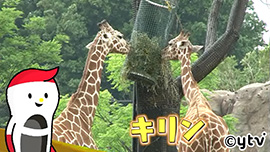 クックと2頭のキリンがいる場面の画像です