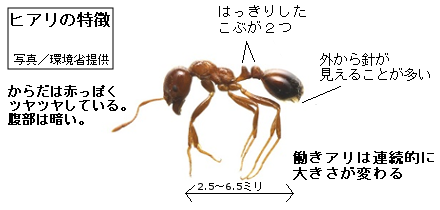 ヒアリの特徴を表している写真です。胸部と腰部の間には、はっきりとしたこぶが2つある。外から針が見えることが多い。体調は2.5ミリから6.5ミリで、働きアリは連続的に大きさが変わると説明しています